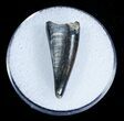 Inch Albertosaurus Tooth - Two Medicine Formation #3860-1